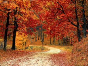 Herbstfilme (Quelle: Pixabay.com)