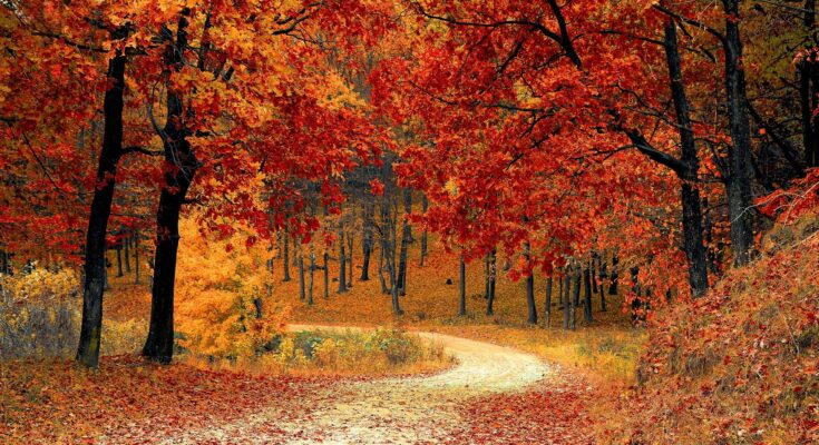 Herbstfilme (Quelle: Pixabay.com)