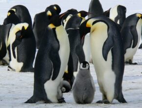 Naturdokumentationen: Pinguine (Quelle: PIxabay.com)