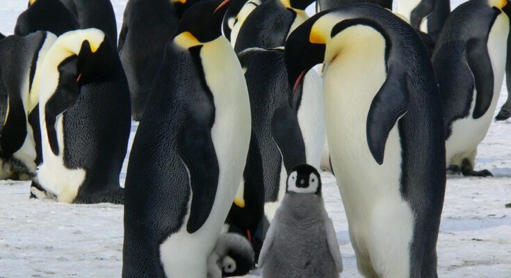Naturdokumentationen: Pinguine (Quelle: PIxabay.com)